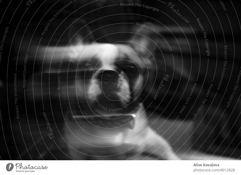 surreal black and white portrait of a french bulldog portrait of a dog animals black and white animal black and white animal photography pet pets mammal glitch