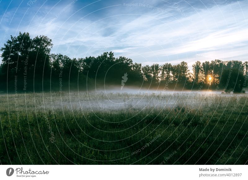 Sunrise in front of a meadow in spring with fog Sunlight sunshine Dawn Landscape Fog Shroud of fog Blue sky Morning Nature Sky Exterior shot Deserted Tree