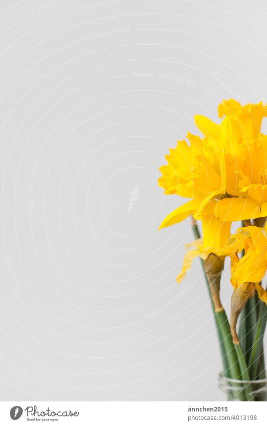 At the right edge of the picture you can see a bouquet of yellow daffodils Easter Spring Colour photo Nature Plant Feasts & Celebrations Leaf Bouquet Decoration