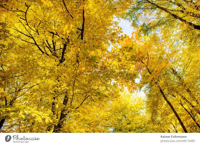 The golden autumn in the treetops of old beeches Autumn Autumn leaves trees Treetops Forest Sunlight Automn wood Autumnal colours Nature Deserted Environment