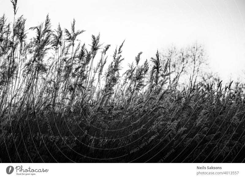 reed wall on river bank in February beauty in nature blue clear sky cloud day dry energy environment focus on foreground fuel and power generation grass idyllic