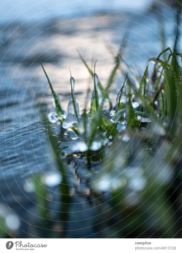 Winter frost on the river - frozen grasses on the bank rufous grass Brook River River bank iced Ice Snow Frost icily Nature ice jacket freezing cold chill