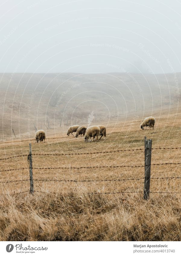 Sheep in the misty meadow sheep herd countryside animal farm livestock domestic nature wool flock mountain farming winter scenic landscape rural adventure