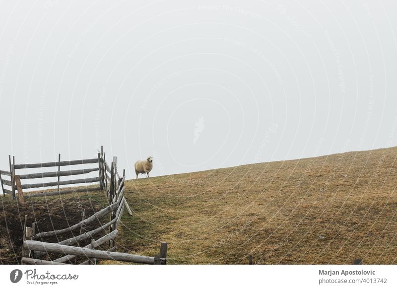 Sheep in the misty meadow sheep herd countryside animal farm livestock domestic nature wool flock mountain farming winter scenic landscape rural adventure