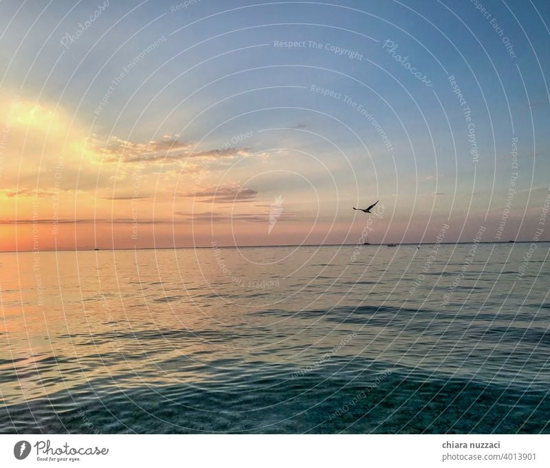 Sunset and seagull at Elba Island sunset beach Beach Ocean Water Summer Vacation & Travel Sky Horizon Relaxation Bird Seagull Nature Tourism Landscape