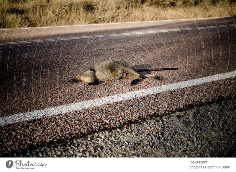 small dead kangaroo lies hit by a car on the road Kangaroo Dead animal Street Asphalt Wild animal Australia Death Lane markings place of discovery wallaby