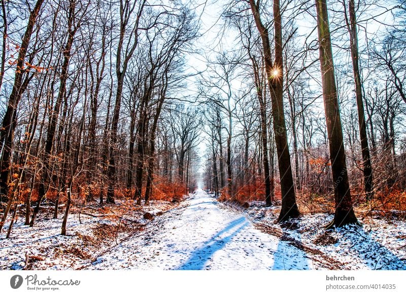 winter smooches autumn Sunbeam Sunlight Snowfall White Calm Nature Environment Forest Winter Sky Landscape Frost trees winter landscape Cold chill Freeze