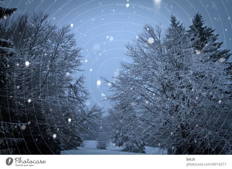 water under the bridge... Snow pretty Snowfall Snowscape Snowflake Snowstorm snow-covered Winter Cold Tree Frost Nature Ice White Winter mood Winter's day