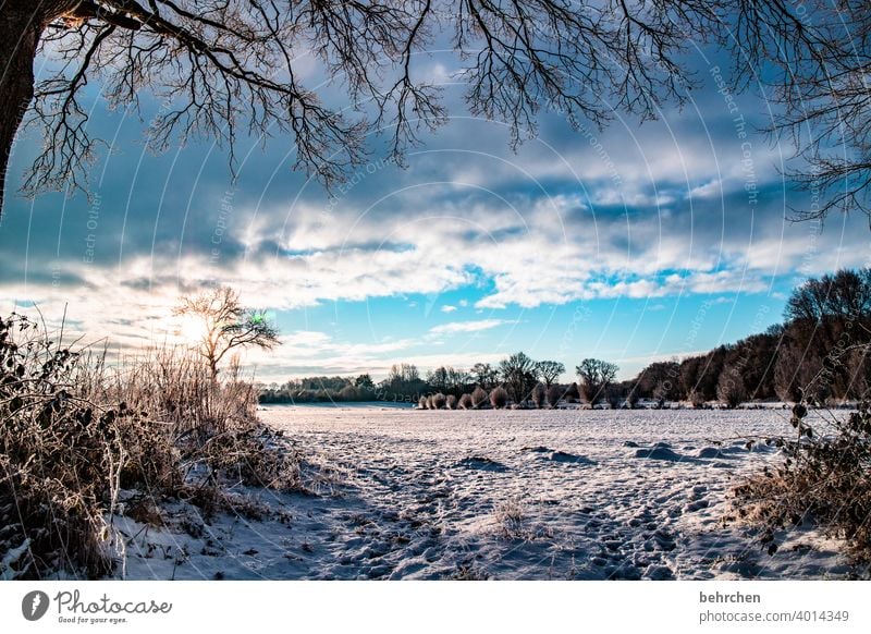 when cold brings beauty Hoar frost Home country Winter mood Deserted Exterior shot Frozen Landscape Frost trees Idyll Winter's day Tree Agriculture silent