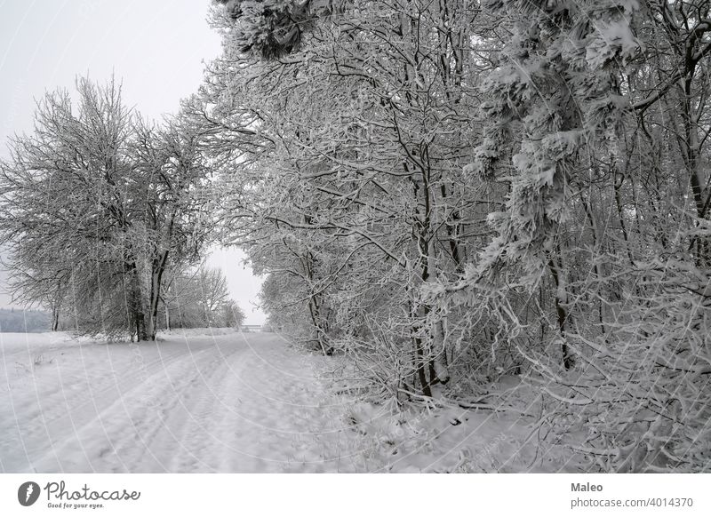 Fresh white snow lies on the branches of bushes and trees. day cool frozen view weather outdoor ice beautiful bright buds closeup cold color december