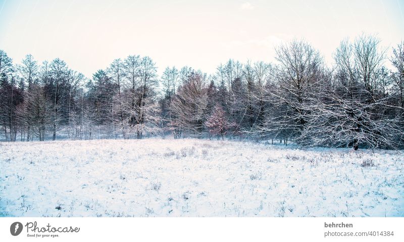 snowy Colour photo Winter forest Winter's day Snow layer Mysterious Fog idyllically Winter mood Dreamily Home country pretty Branches and twigs Climate Gorgeous