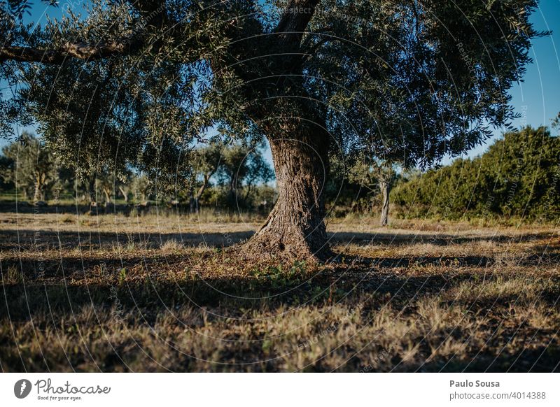 Old Olive Tree Olive oil Olive tree Mediterranean Agriculture Exterior shot Nature Day Olive grove Deserted Environment Olive leaf Plant Olive harvest