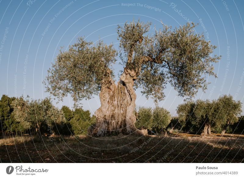 Old Olive Tree Olive tree Ancient Olive oil Colour photo Nature Olive grove Deserted Olive leaf Olive harvest Green Exterior shot Portugal Mediterranean