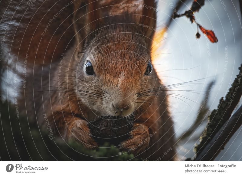 Feeding squirrel in the evening sun Squirrel sciurus vulgaris Animal face Head Eyes Nose Ear Paw Claw Pelt Wild animal To feed To hold on Near Cute Tree