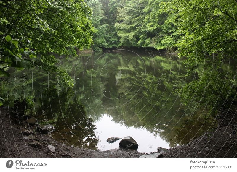 green silent forest lake with reflection Forest lake Reflection in the water Summer Water Lake Calm Lakeside Surface of water Water reflection Idyll trees Stone