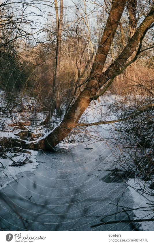 Frozen and fully snowed Appelhoffweiher lake in Hamburg Steilshoop Blue Shadow Deserted Exterior shot Colour photo Town Day Sky Gloomy Lake frozen lake Snow