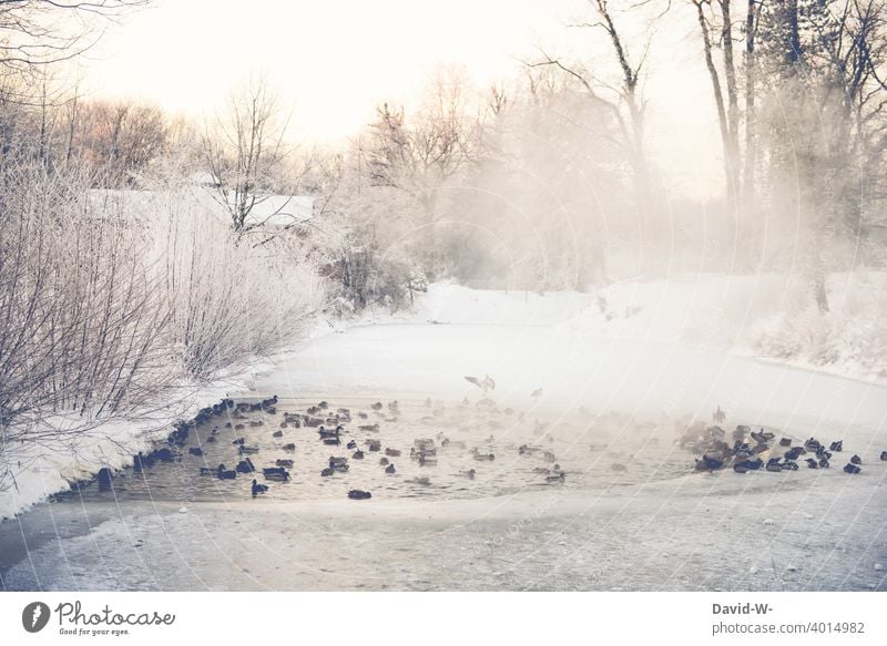 ice bathing - frozen lake in winter is used by ducks as a bathing lake Winter Lake Ice bathing Many bathe Cold chill Freeze Winter's day