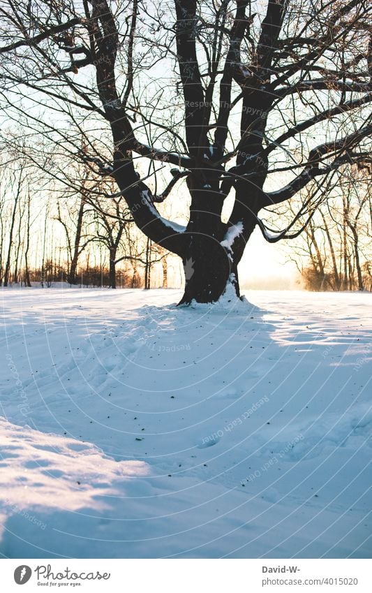 snowed-in tree in winter Winter Tree Snow snowy Sunrise Sunbeam Landscape Winter mood Winter's day White