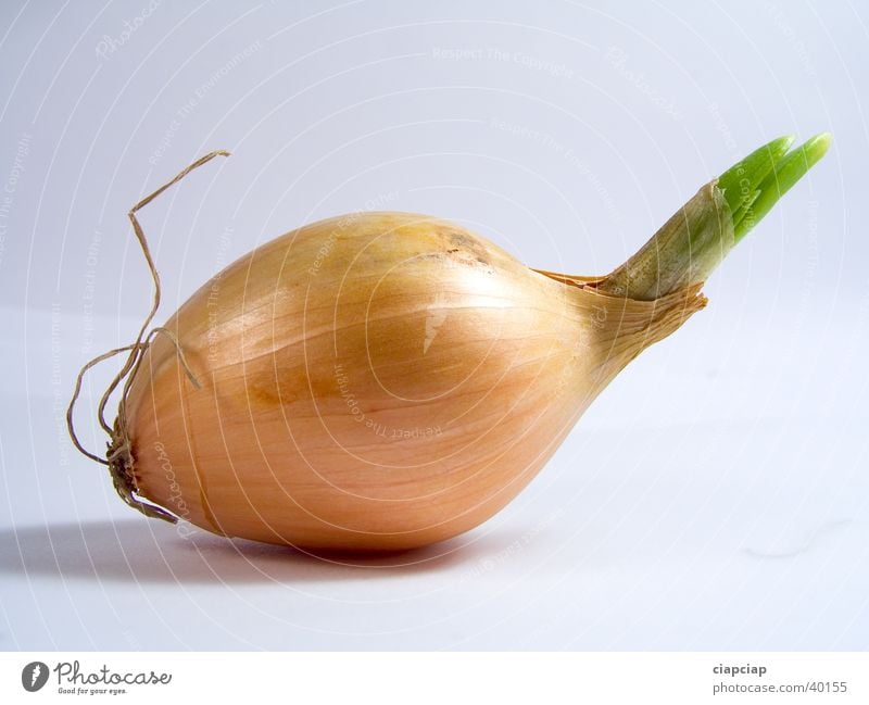 onion Onion Vegetable obiected cebula