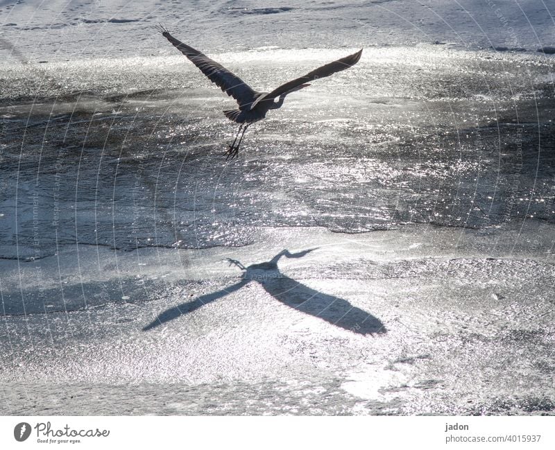 double-breasted. Heron Light Shadow Bird 1 Deserted Grey heron Wild animal Nature Animal reflection Ice Environment Animal portrait Full-length naturally Flying