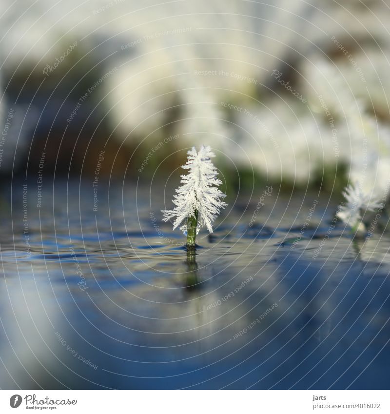 blade of grass with ice crystals in water fir tree Ice Water Grass Source Brook Winter Cold Snow Nature Exterior shot Frost Colour photo Deserted Day