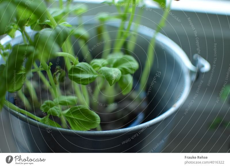 Basil in zinc pot Basil plant part of a basil Basil in pot herbs Green Food Plant Basil leaves Italian Food kitchen herbs potted Fresh Herbs and spices Kitchen