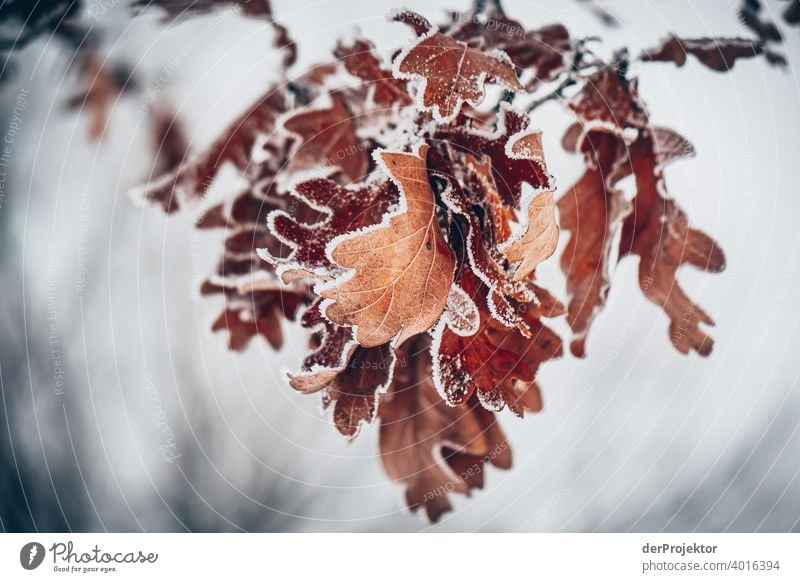 Oak leaves in winter Upward Adventure Freedom Copy Space left Copy Space right Unwavering Lanes & trails Experiencing nature Trip Tourism Miracle of Nature