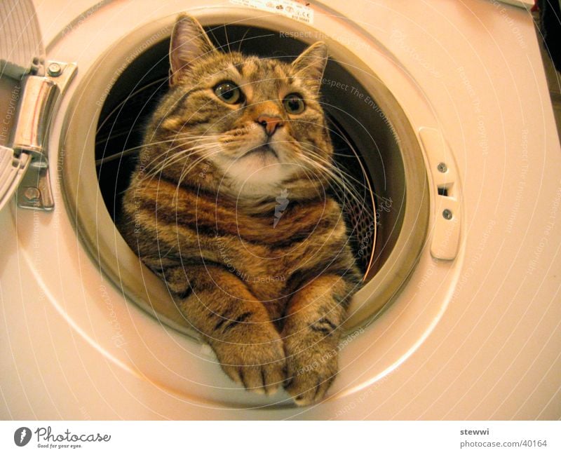 laundry rent Cat Pelt Cleaning Washer Nest Porthole Laundry Personal hygiene already laundered Domestic cat Gaze Funny Whimsical Serene Calm Cleanliness