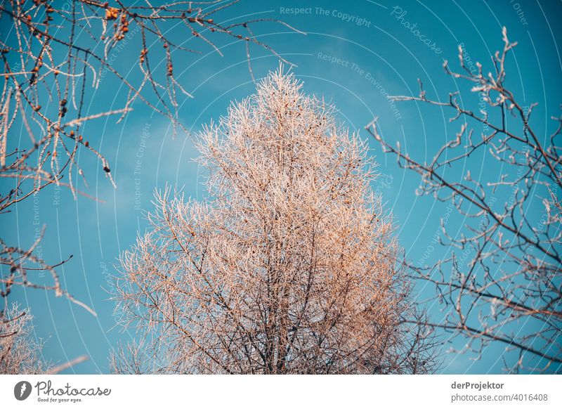 View into the treetop Upward Adventure Freedom Copy Space left Copy Space right Unwavering Lanes & trails Experiencing nature Trip Tourism Miracle of Nature