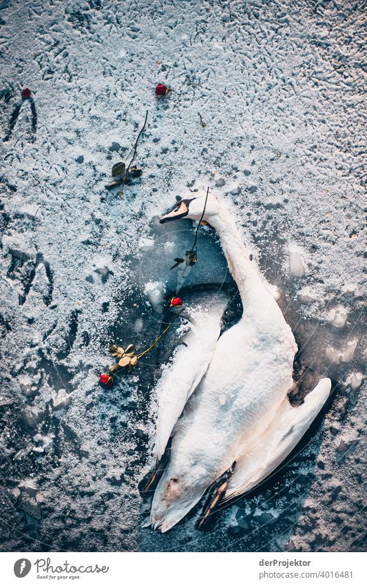 Dead swan on ice with roses IV birdwatching Bird's-eye view Capital city Swan Winter mood chill Ice Landwehrkanal Channel Shadow Contrast Gloomy