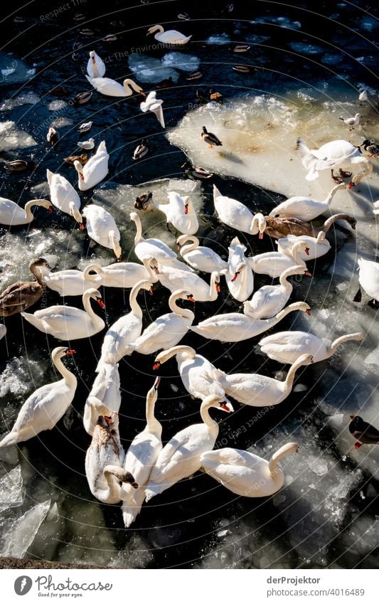 Swans in the sunlight on the Landwehrkanal in winter with floes II birdwatching Bird's-eye view Capital city Winter mood chill Ice Channel Shadow Contrast