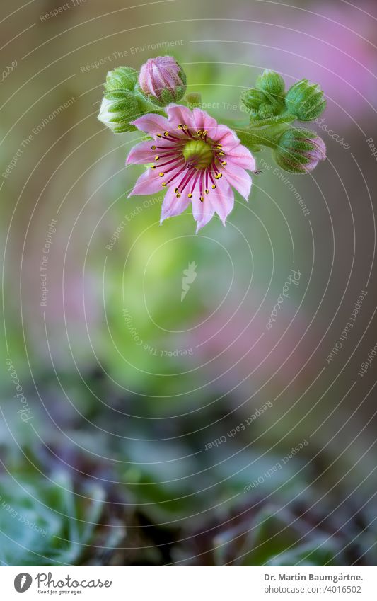 Flowering Sempervivum arachnoideum flower flowering cobweb houseleek Crassulaceae succulent rosettes perennial alpine close-up