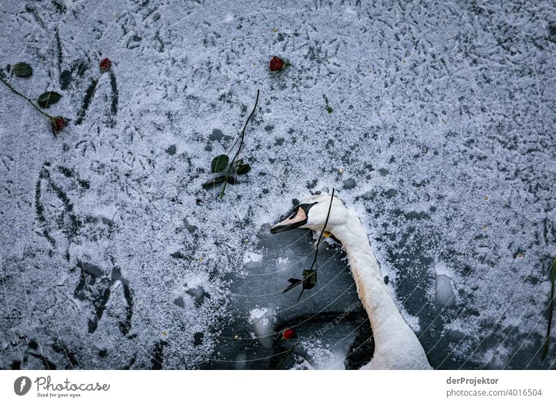 Dead swan on ice with roses I birdwatching Bird's-eye view Capital city Swan Winter mood chill Ice Landwehrkanal Channel Shadow Contrast Gloomy