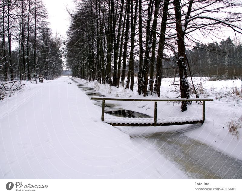 Snowed in are paths, streams, bridges and forests. winter landscape Winter White Cold Nature Landscape Snowscape Winter mood Winter's day Tree Frost