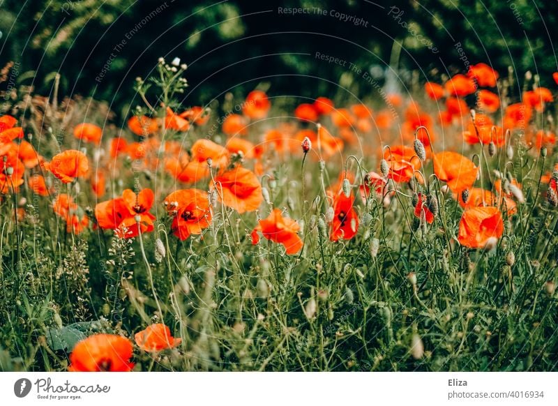 Flowering poppy field poppies Poppy flowers Field Poppy Field Meadow Blossoming Red Spring Summer Nature Poppy blossom Wild Flower meadow Flower field Plant