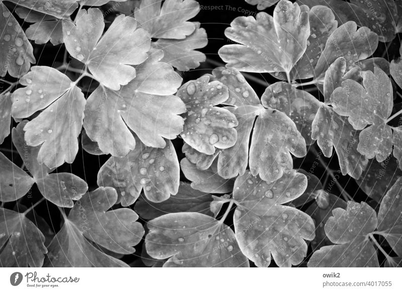 Rain wet Leaf Plant Drops of water naturally Wet Near Garden Spring Detail Exterior shot Many Deserted Long shot Macro (Extreme close-up) Environment Small