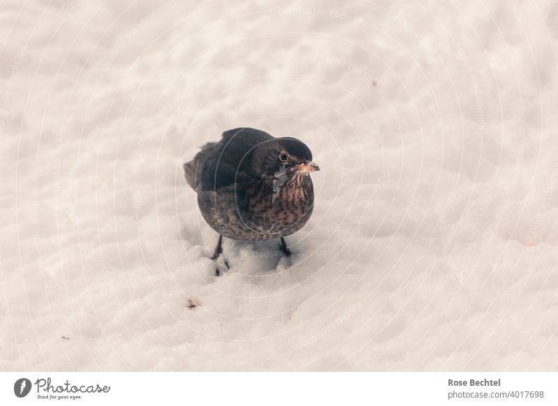 Blackbird woman in the snow female blackbird Blackbird Woman Turdus merula Snow Bird Animal Nature Exterior shot Colour photo Wild animal Animal portrait