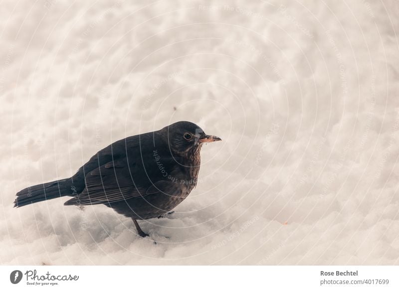 Blackbird woman in the snow Blackbird Woman female blackbird Turdus merula Snow Bird Animal Nature Exterior shot Colour photo Wild animal Animal portrait