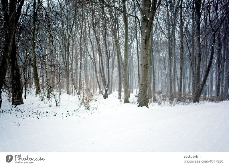 Winter in the Great Zoo Evening Tree Berlin Germany Twilight Ice Closing time Capital city Cold Deserted Middle Virgin snow Park Snow Snow layer city park