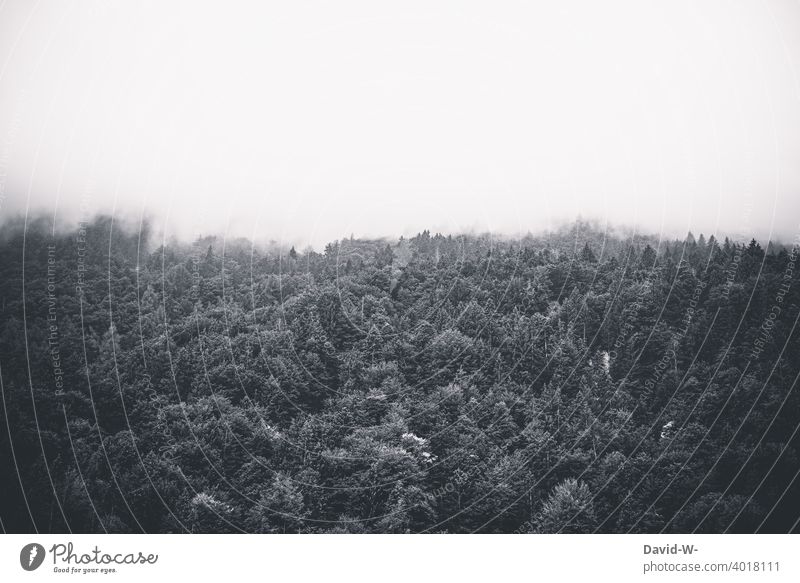 Forest disappears in the fog Fog Dark swallow Shroud of fog Fog bank somber Creepy trees Cloud forest Landscape Wall of fog