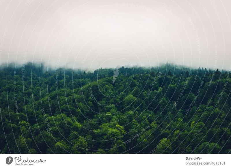 Forest and clouds - swallowed by fog Fog ghost forest Shroud of fog Cloud forest Clouds Cloud field Ghostly