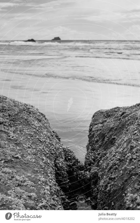 Oregon coast landscape: two rocks covered in barnacles in foreground and ocean behind arthropod marine shallow tide tidal pool sand beach oregon pacific ocean