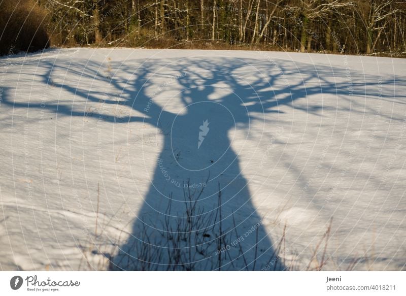 An ancient large oak on the side of the road casts a huge shadow on the snow-covered field in the sunshine Oak tree Tree Tree trunk Treetop Field