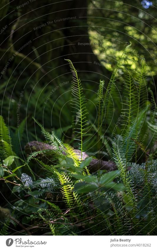 Delicate ferns grow from lush forest floor on the Oregon coast delicate growth understory ground fragile Prehistoric Log Forest Rain rainforest Green Dappled