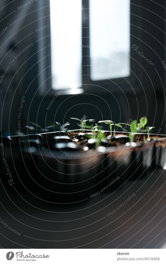 Plant growth on the soil. Early seedling, grown from seeds in boxes at home on the windowsill. The concept of preparing for the planting season in agriculture. Tomato seedlings on the windowsill.