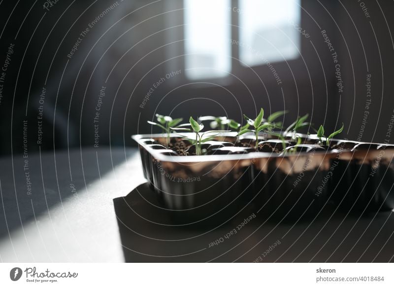 Plant growth on the soil. Early seedling, grown from seeds in boxes at home on the windowsill. The concept of preparing for the planting season in agriculture. Tomato seedlings on the windowsill.