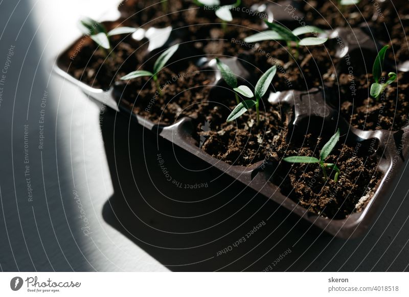 Plant growth on the soil. Early seedling, grown from seeds in boxes at home on the windowsill. The concept of preparing for the planting season in agriculture. Tomato seedlings on the windowsill.