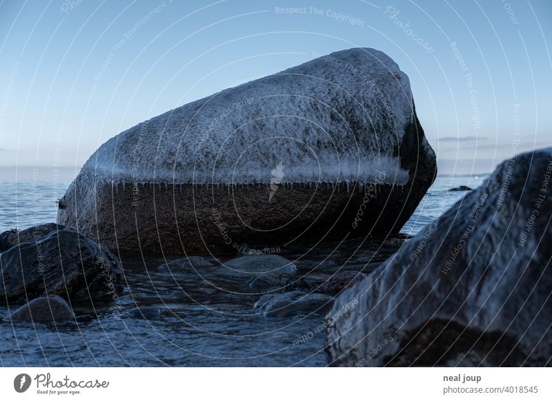 Large rounded boulder with frosty ice cap on winter shore Exterior shot Nature Landscape coast Ocean Baltic Sea Winter Ice Contrast Tree filigree Cold Blue