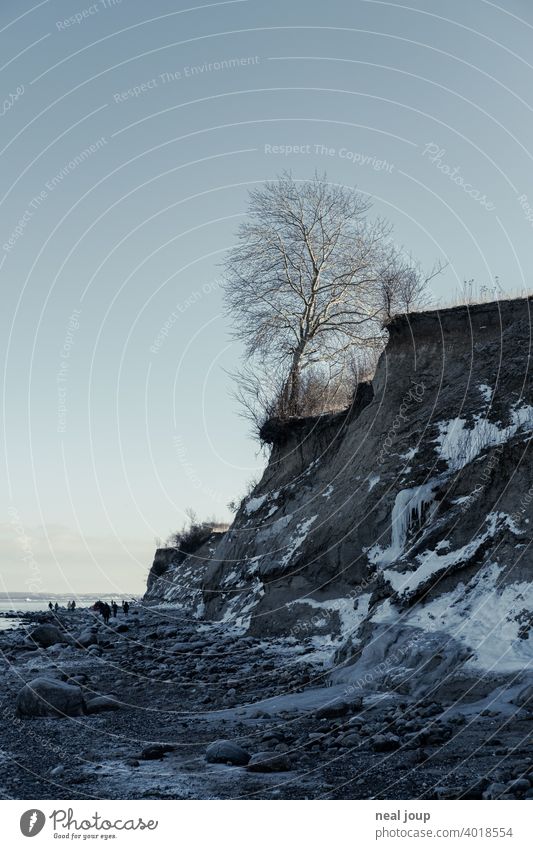 View along a cliff at whose cliff a single tree stands Exterior shot Nature Landscape coast Ocean Baltic Sea Cliff steep coast Central perspective Winter Ice