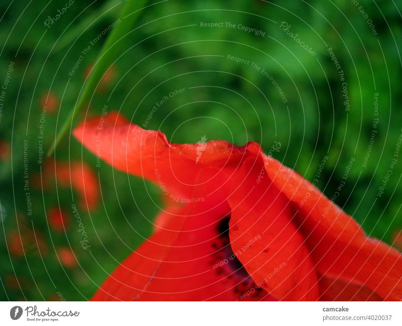 Red poppy from the side in front of green meadow Poppy Poppy blossom Flower Black Green Blossom leave Life Nature pretty Esthetic Curiosity Trust Hope feminine